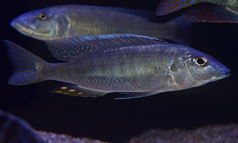 Otopharynx styrax 'Itungi'